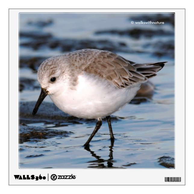Cute Sanderling Sandpipers Wanders Wintry Shores Wall Decal (Front)