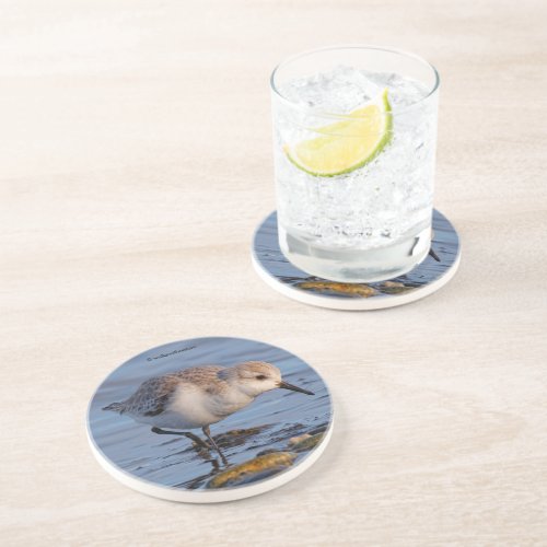 Cute Sanderling Shorebird Wanders a Winter Beach Coaster