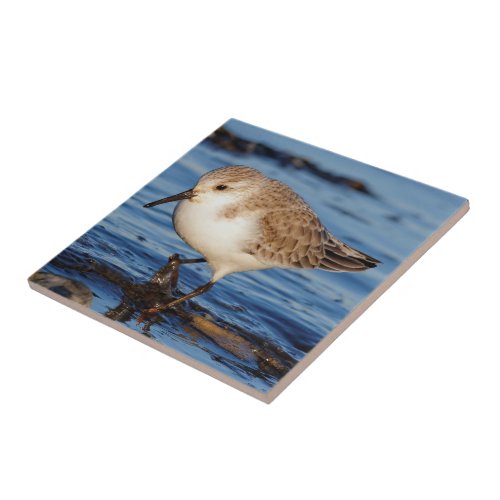 Cute Sanderling Wanders Wintry Shores Ceramic Tile