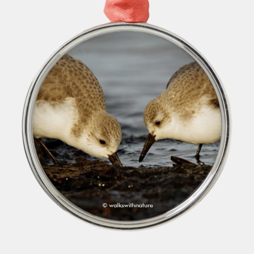 Cute Sanderlings Sandpipers Share a Meal Metal Ornament
