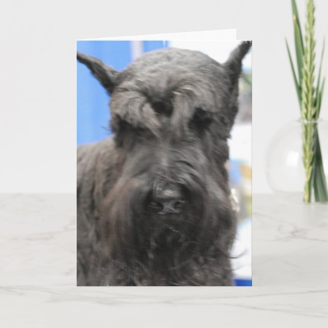 Cute Schnauzer Greeting Cards (Front)