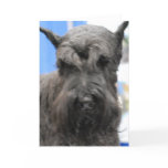 Cute Schnauzer Greeting Cards