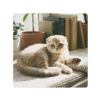 Cute Scottish Fold Cat Metal Print Cozy Cat