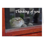 Cute Scottish Fold Cat thinking you pray card (Front Horizontal)