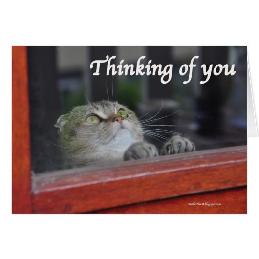 Cute Scottish Fold Cat thinking you pray card (Front Horizontal)