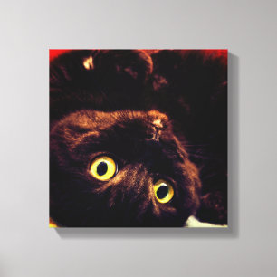 Cute Scottish Fold Munchkin Cat Canvas Print