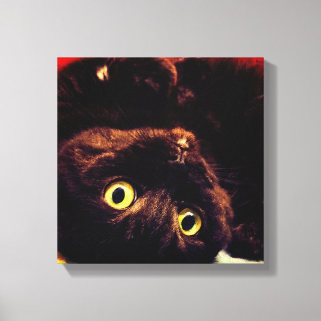 Cute Scottish Fold Munchkin Cat Canvas Print (Front)