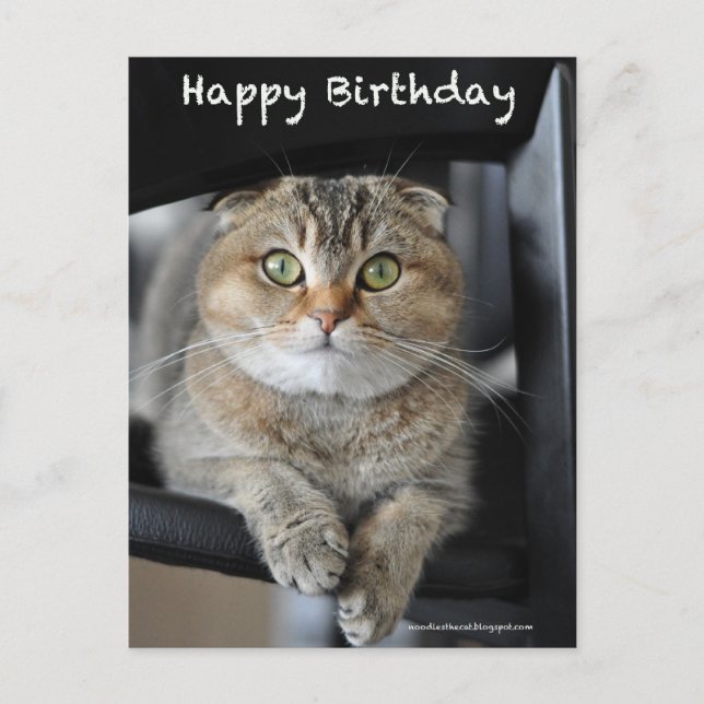 cute scottish fold noodles cat birthday postcard (Front)