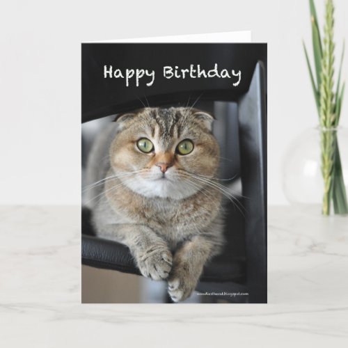 cute scottish fold noodles cat happy birthday card