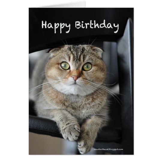 cute scottish fold noodles cat happy birthday card | Zazzle