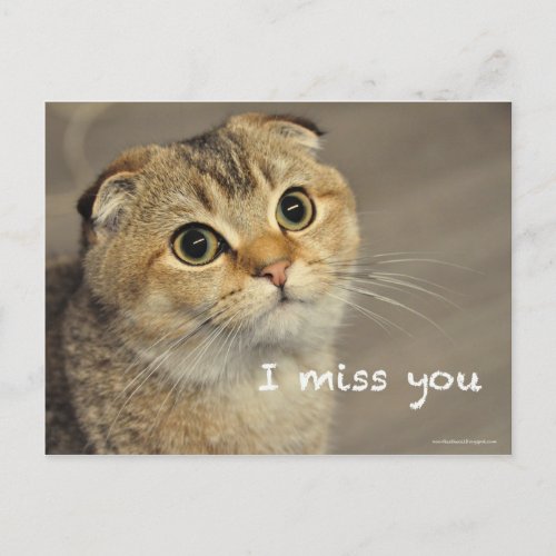 Cute Scottish fold noodles cat miss you postcard