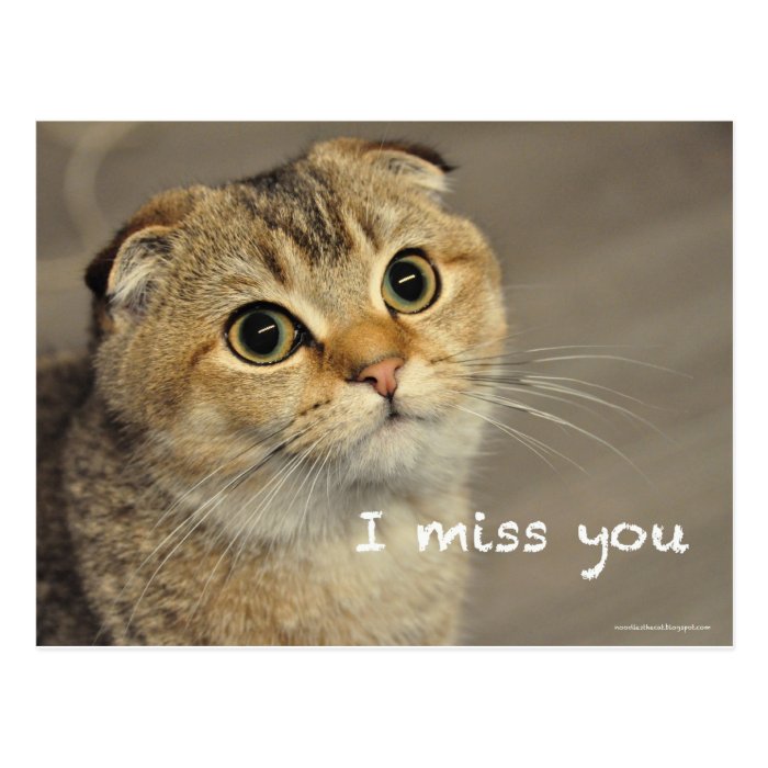 Cute Scottish fold noodles cat miss you postcard