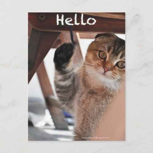 Cute Scottish fold noodles cat say hello postcard