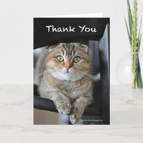 Cute scottish fold noodles cat thank you card