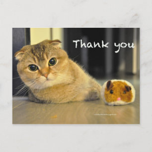 cute scottish fold noodles cat thank you postcard