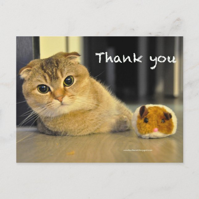 cute scottish fold noodles cat thank you postcard (Front)