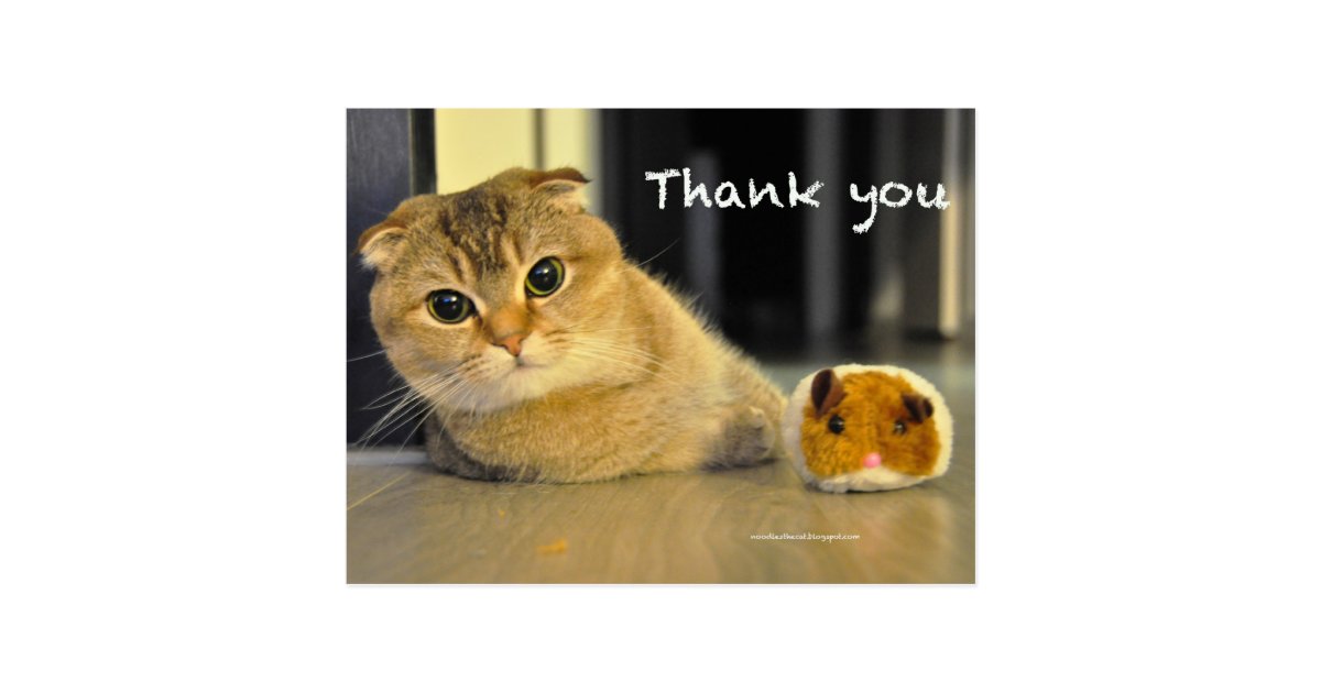 cute scottish fold noodles cat thank you postcard | Zazzle.com