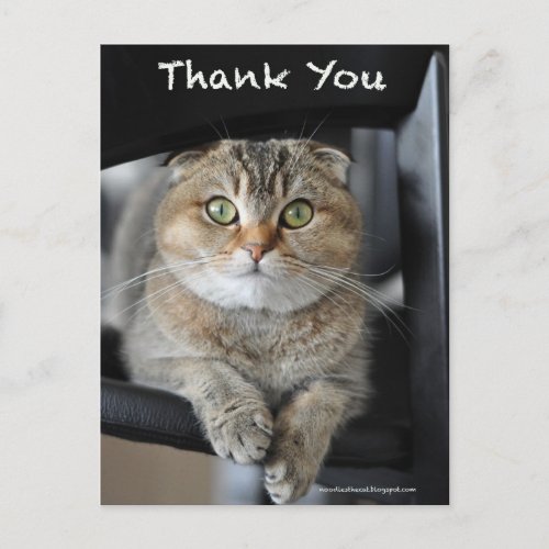 Cute scottish fold noodles cat thank you postcard