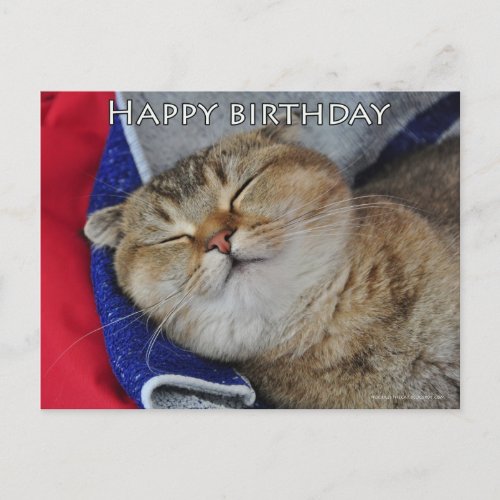 Cute Scottish fold Noodles funny cat birthday card