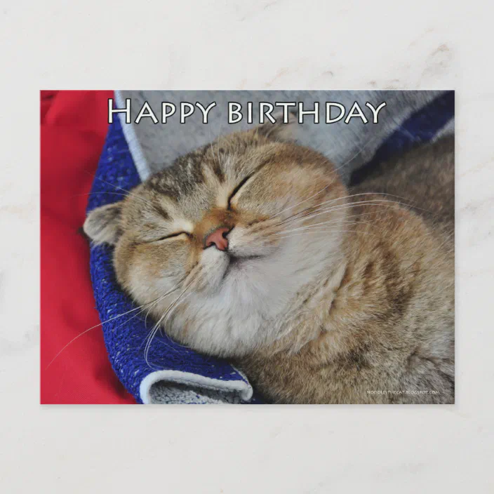 Cute Scottish Fold Noodles Funny Cat Birthday Card Zazzle Com