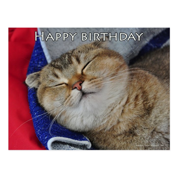 Cute Scottish fold Noodles funny cat birthday card Post Card