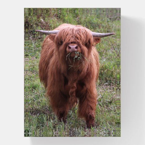 Cute Scottish Highland Cow Paperweight