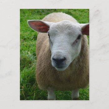 Cute Scottish Sheep Postcard by GoingPlaces at Zazzle