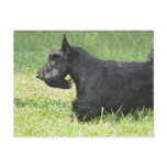 Cute Scottish Terrier Postcard