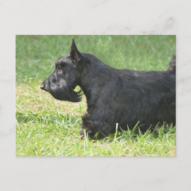 Cute Scottish Terrier Postcard (Front)