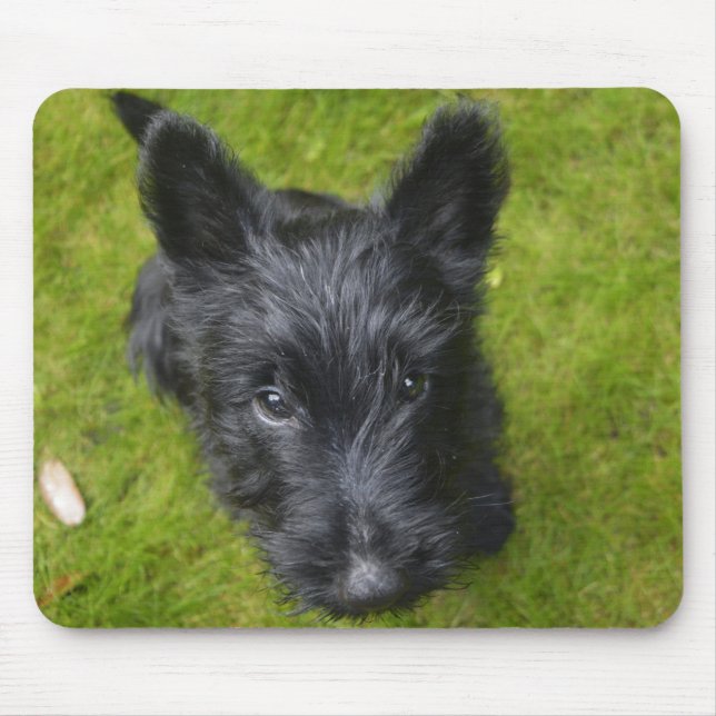 Cute Scottish Terrier Puppy Mouse Pad (Front)