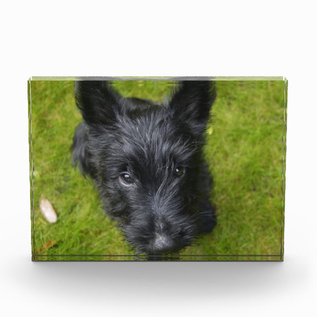 Cute Scottish Terrier Puppy Photo Block (Front)