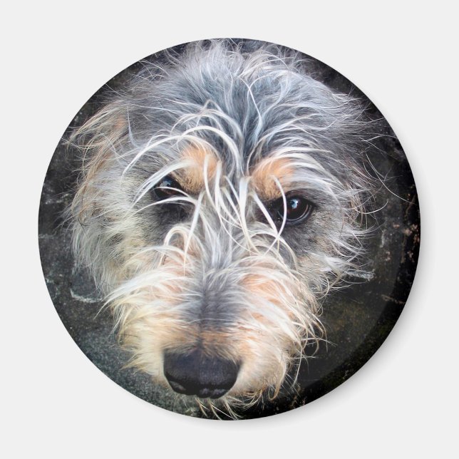 Cute scruffy dog's head magnet (Front)