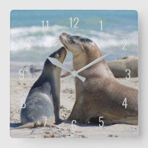 Cute Sea Lion & Baby Pup Beach Australia Square Wa Wall Clock