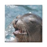 Cute Sea Lion Magnet