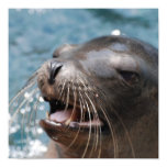 Cute Sea Lion  Poster