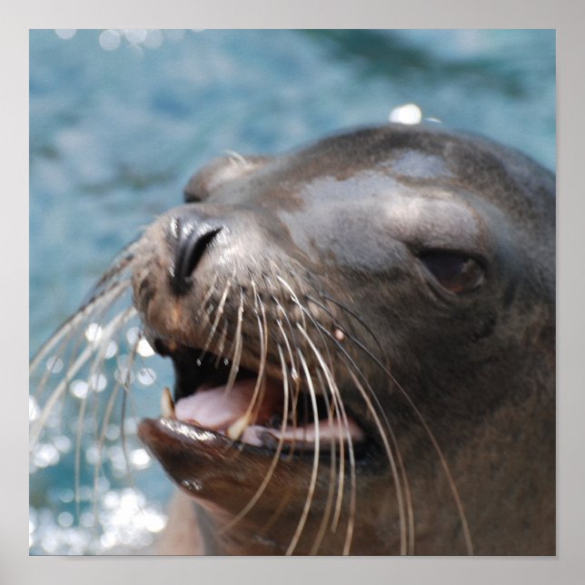 Cute Sea Lion  Poster (Front)