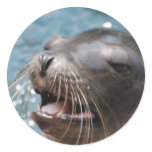 Cute Sea Lion  Stickers