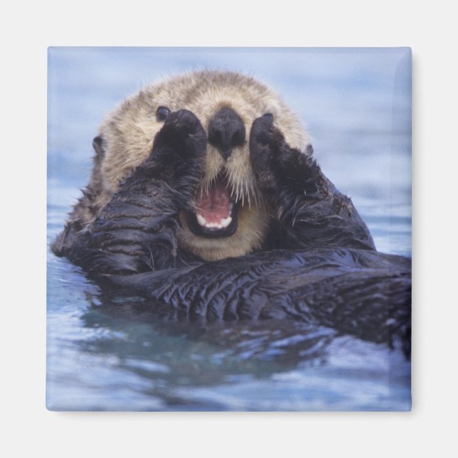 Cute Sea Otter | Alaska, USA Magnet (Front)