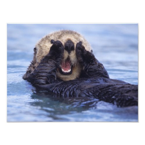 Cute Sea Otter  Alaska USA Photo Print