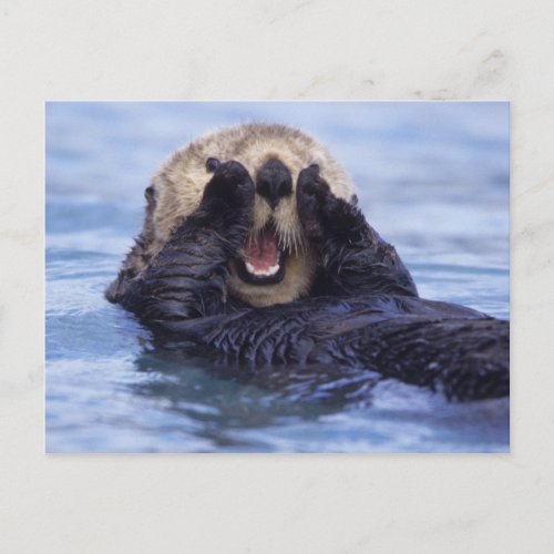 Cute Sea Otter  Alaska USA Postcard