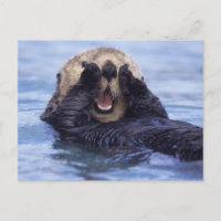 Cute Sea Otter | Alaska, USA