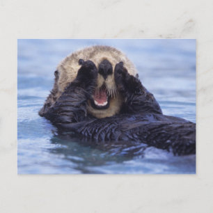 Cute Sea Otter   Alaska, USA Postcard