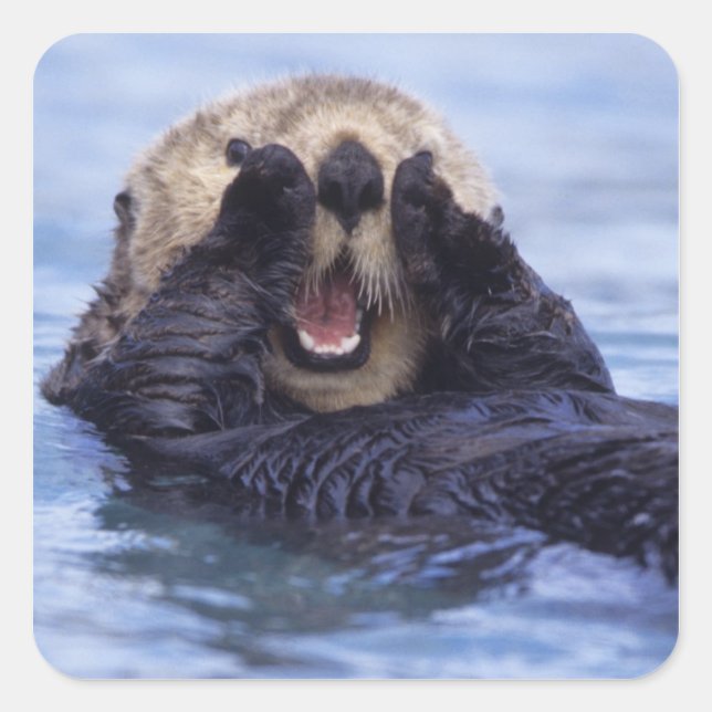 Cute Sea Otter | Alaska, USA Square Sticker (Front)