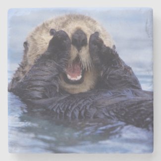 Cute Sea Otter | Alaska, USA Stone Coaster
