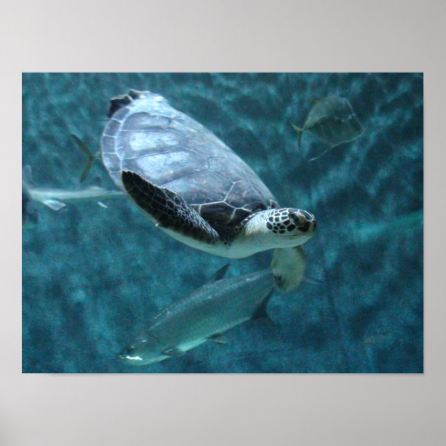Cute Sea Turtle and  Fish Swimming Poster (Front)