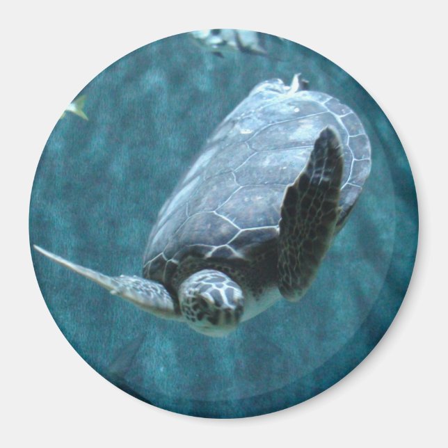 Cute Sea Turtle swimming in the ocean Photo Magnet (Front)