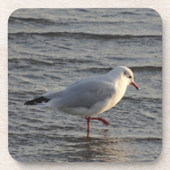 Cute Seagull Beverage Coaster (Front)