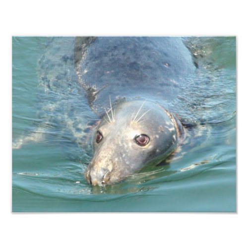 Cute Seal Photo Print from Cape Cod Chatham Pier