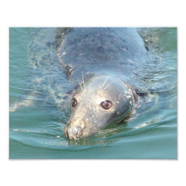 Cute Seal Photo Print, from Cape Cod Chatham Pier Print (Front)
