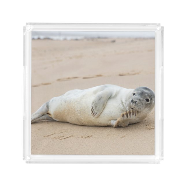 Cute Seal Posing on a Beach Acrylic Tray (Front)